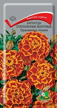 Бархатцы отклоненные махровые (Тагетес отклонённый) Оранжевое пламя