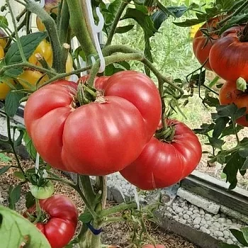 Томат Малиновка