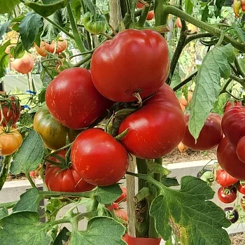 Томат Марманде де Монпелье (Marmande de Montpellier)