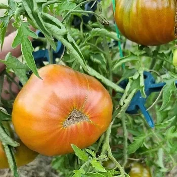 Томат Бонте пфауме Татьяна стрейн (Bunte Pflaume Tatiana’s strain)
