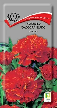 Гвоздика садовая Шабо Красная (Поиск)