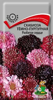 Скабиоза темно-пурпурная Разбитое Сердце 