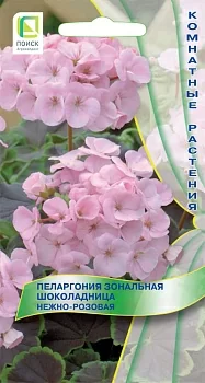 Пеларгония зональная Шоколадница Нежно-розовая 