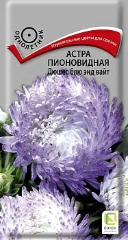 Астра пионовидная Дюшес блю энд вайт