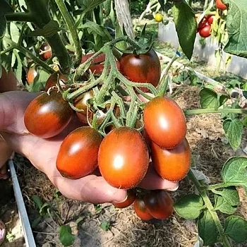 Томат Шоколадный Зайчик (черри)