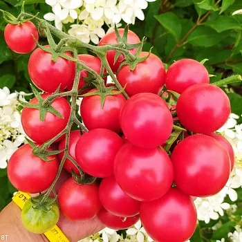 Томат Малина Трестон (Raspberry Treston)