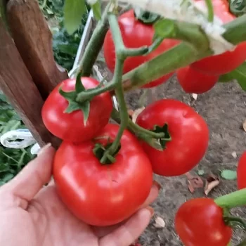 Томат Джина