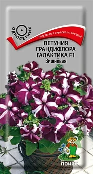 Петуния грандифлора Галактика F1 Вишнёвая