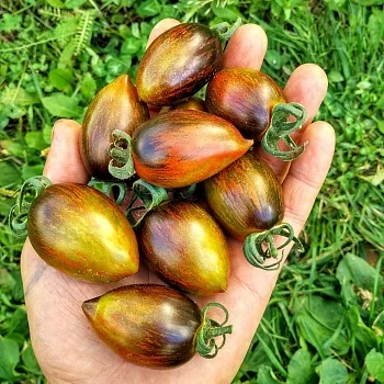 Томат Атомный виноград Брэда (Brad's atomic grape)