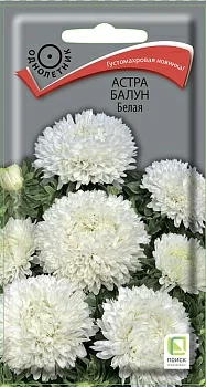 Астра Балун Белая
