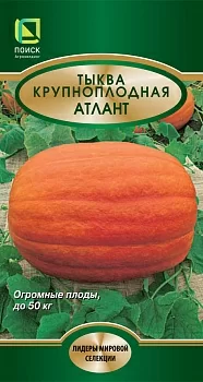 Тыква крупноплодная Атлант (Поиск)