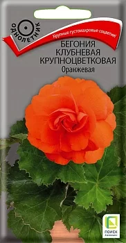 Бегония клубневая крупноцветковая Оранжевая (Поиск)