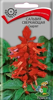 Сальвия сверкающая Скарлет