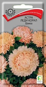 Астра (однолетняя) Леди Корал Шамоа (Поиск)