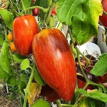 Томат Искры Пламени