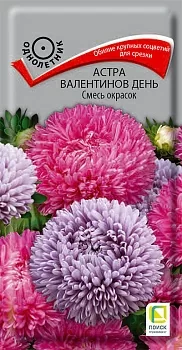 Астра Валентинов день Смесь окрасок