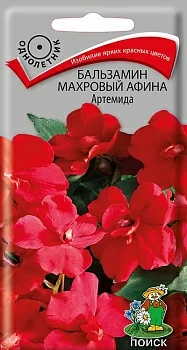 Бальзамин махровый Афина Артемида 