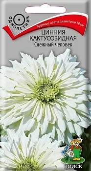 Цинния кактусовидная Снежный человек 