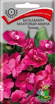 Бальзамин махровый Афина Паллада