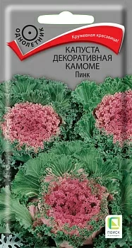 Капуста декоративная Камоме Пинк