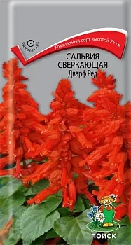 Сальвия сверкающая Дварф ред 