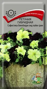 Петуния гибридная Софистика Блекберри энд лайм грин