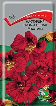 Настурция низкорослая Махагони