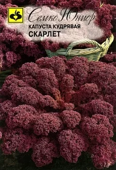Капуста листовая кудрявая Скарлет (Семко)
