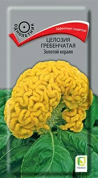 Целозия гребенчатая Золотой коралл (Поиск)