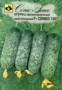 Огурец Семко 1907 F1