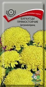Бархатцы прямостоячие Цитроненпринц (Поиск)