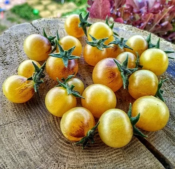 Томат Кремовый аметист (Amethyst Cream Cherry)
