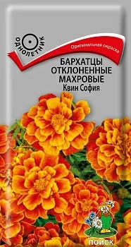 Бархатцы отклоненные махровые Квин София