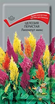 Целозия перистая Лиллипут микс