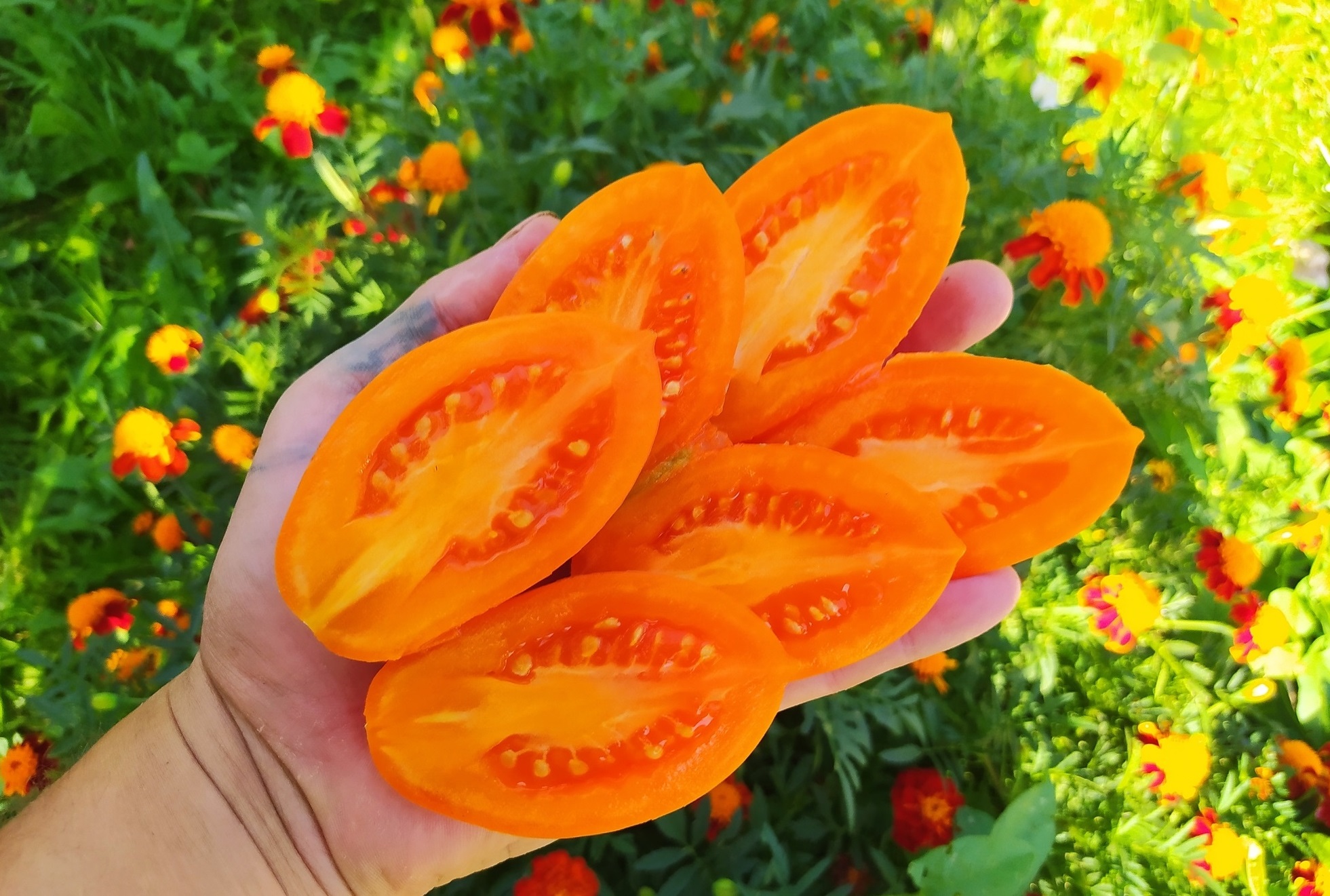 Оранжевые томаты гномы. Томат Гном персик. Томат Сибирские лапти.