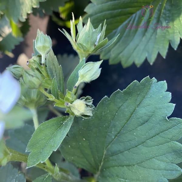 Бобовое растение — 7 букв сканворд