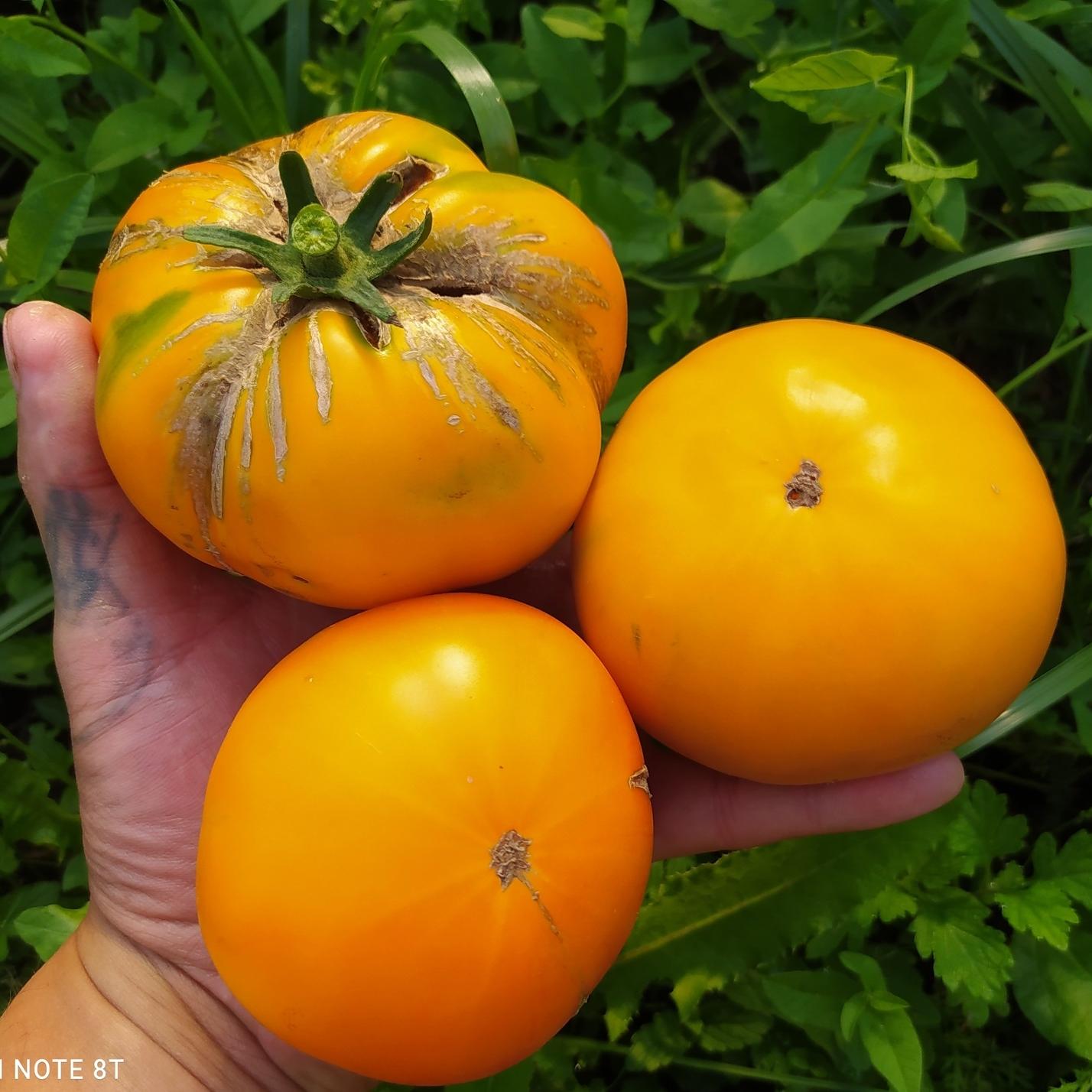 минусинские помидоры фото