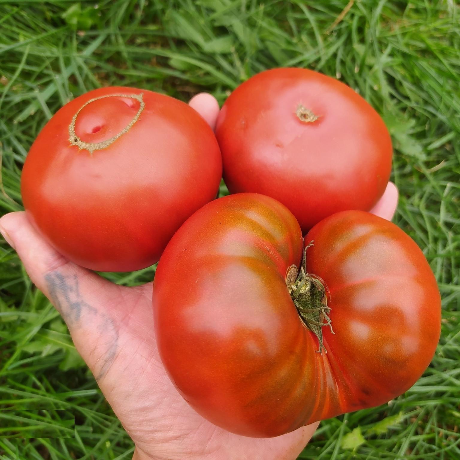 помидоры сорт гном отзывы фото