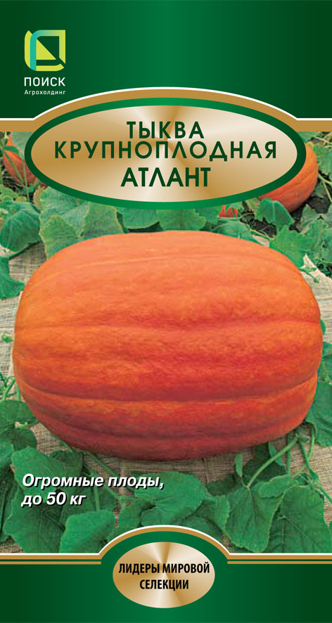 Тыква крупноплодная Атлант (Поиск)