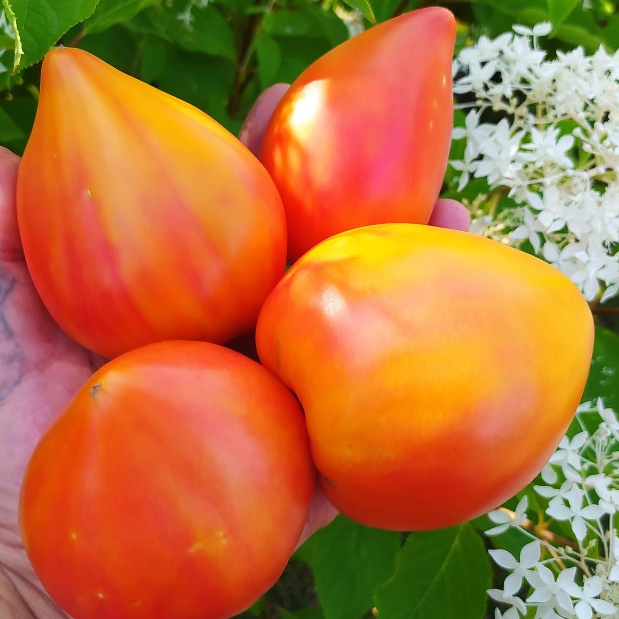 золотые горы медео томат описание сорта