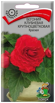 Бегония клубневая крупноцветковая Красная (Поиск)